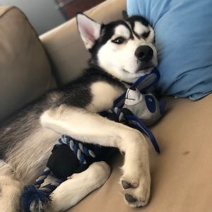 Meet your Posher, Osk